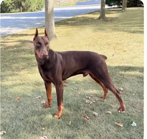 Regalo Dobermann cuccioli maschio e femmina