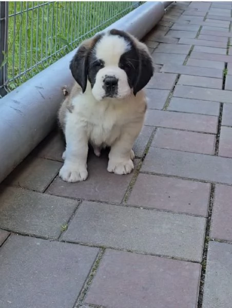 San Bernardo cuccioli maschio e femmina