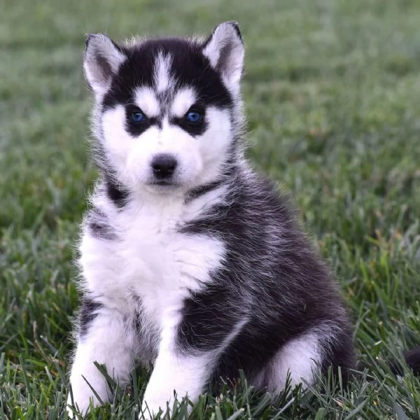 Siberian Husky cuccioli maschio e femmina