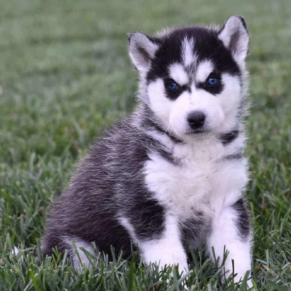 Siberian Husky cuccioli maschio e femmina | Foto 0