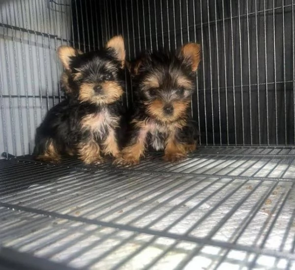 Yorkshire Terrier cuccioli maschio e femmina | Foto 1