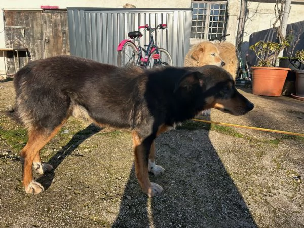 due cani anziani | Foto 0