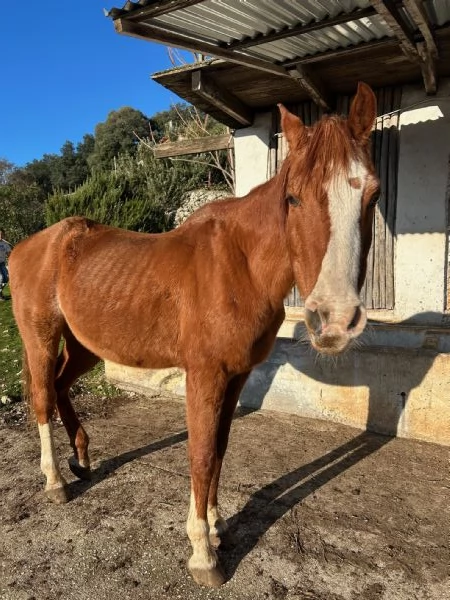 cavallo e pony | Foto 0