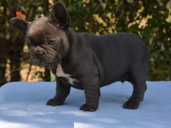 Adorabili cuccioli di bulldog francese