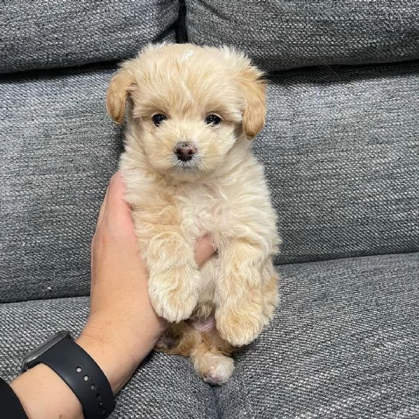 Cuccioli di Maltipoo sani