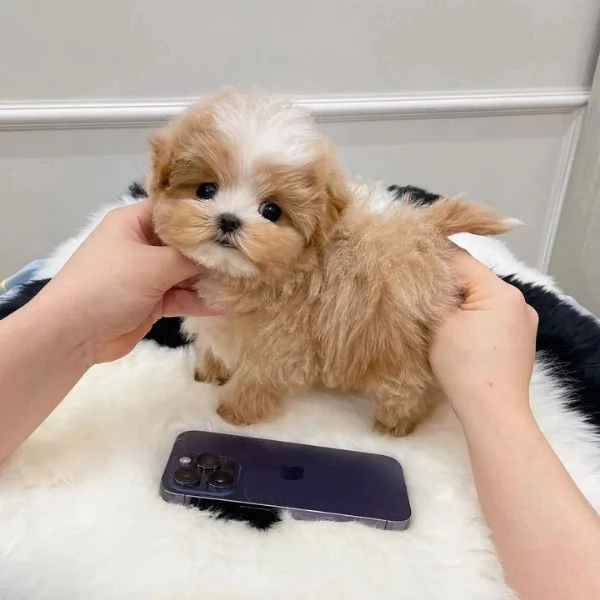 Cuccioli di Maltipoo sani | Foto 0