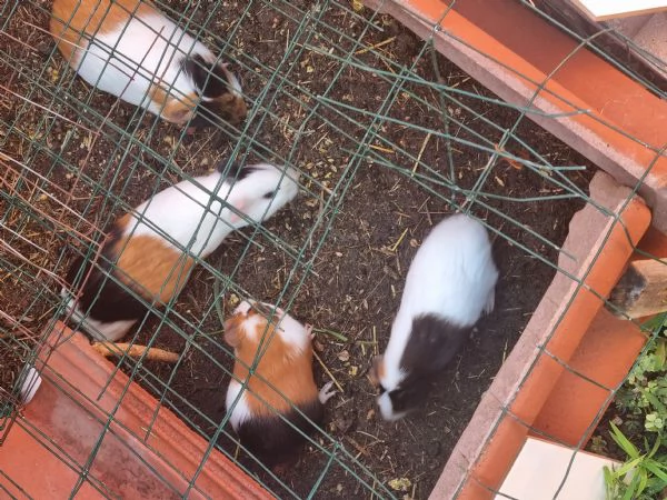 Porcellini Dindia  | Foto 6