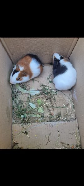 Porcellini Dindia  | Foto 5