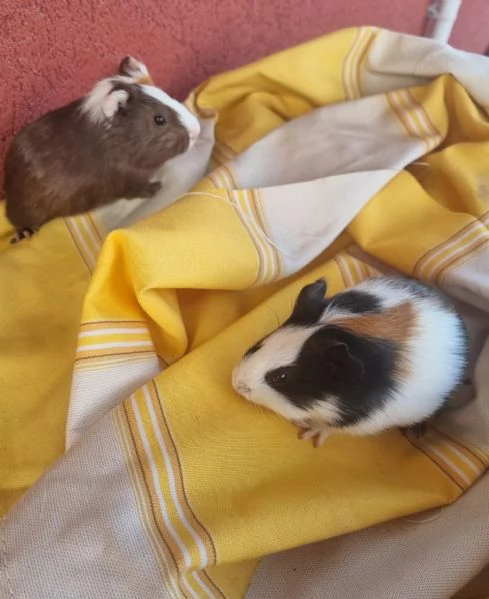 Porcellini Dindia  | Foto 4