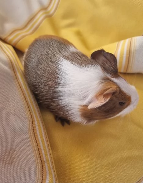 Porcellini Dindia  | Foto 0