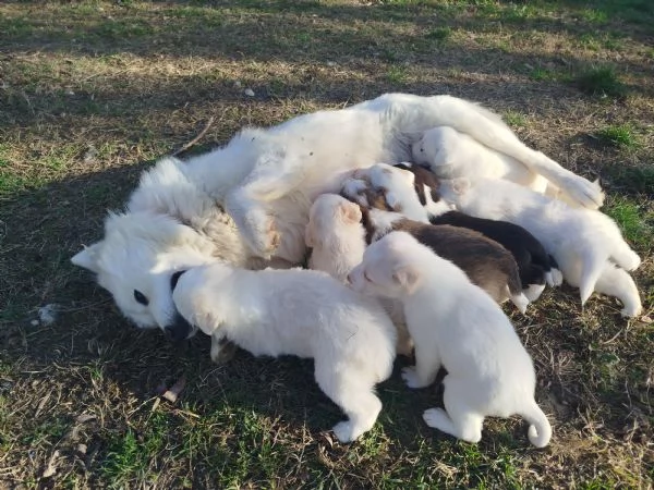 Cuccioli Samoiedo | Foto 1