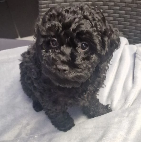 Barboncini toy | Foto 0