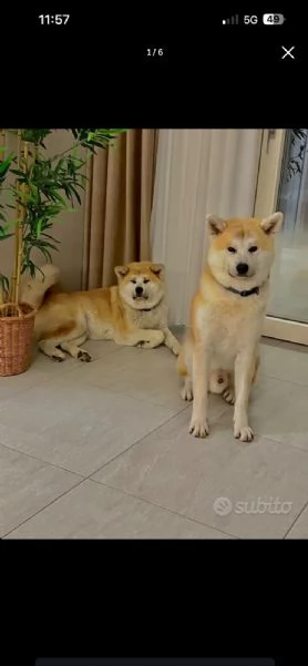 Akita  | Foto 3