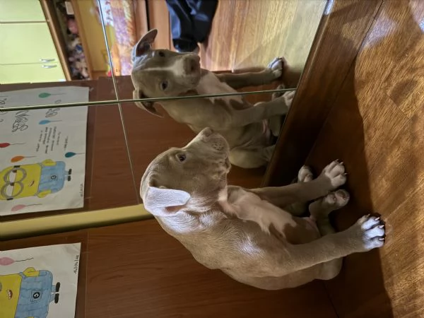 pitbull american terrier