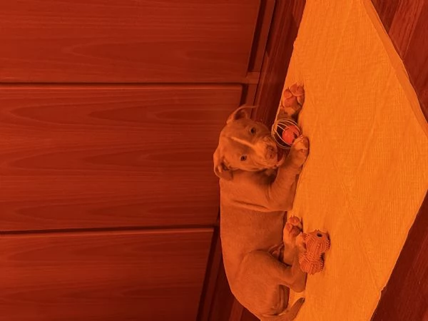 pitbull american terrier | Foto 3