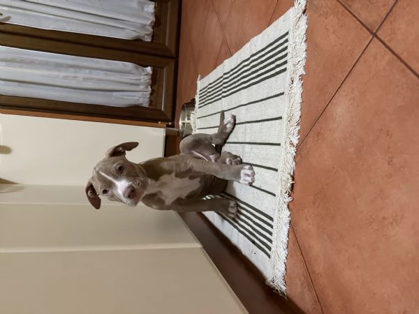 pitbull american terrier | Foto 2