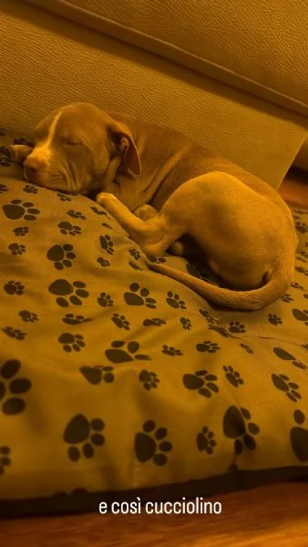 pitbull american terrier | Foto 0