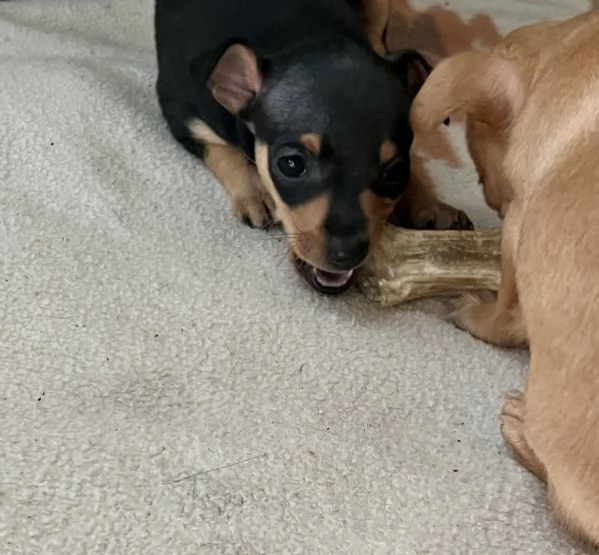 pinscher toy  | Foto 0