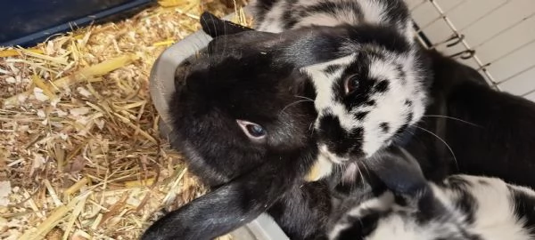 Cuccioli coniglio ariete nano 