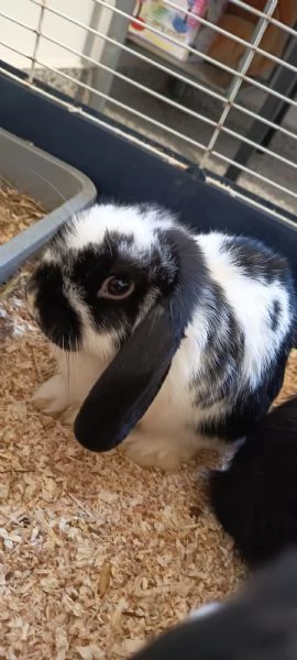 Cuccioli coniglio ariete nano  | Foto 3