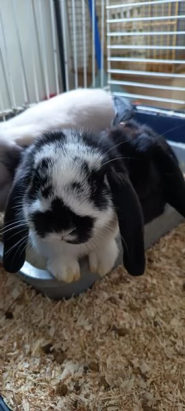 Cuccioli coniglio ariete nano  | Foto 0