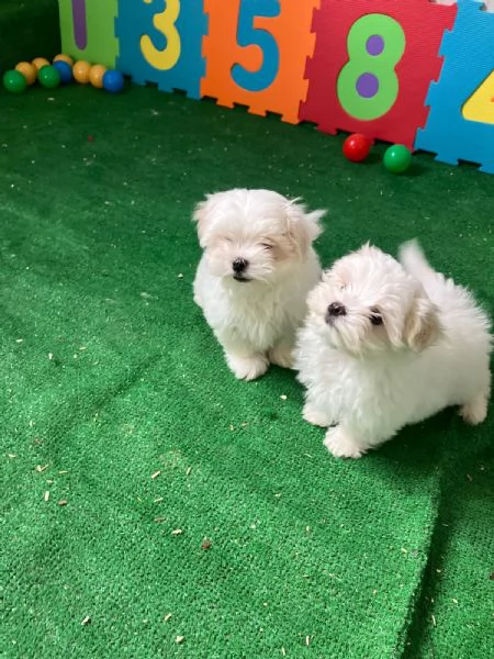 Vendo cane maltese originale 3 mesi | Foto 3