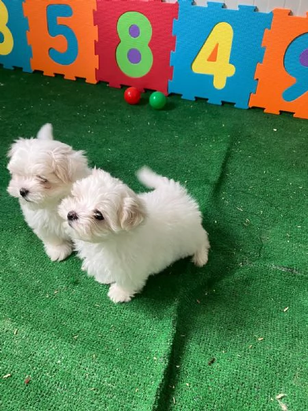 Vendo cane maltese originale 3 mesi | Foto 1