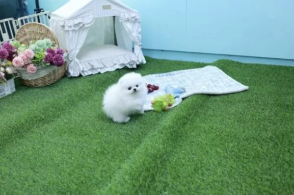 Bellissimo e divertente cucciolo di Pomerania | Foto 1