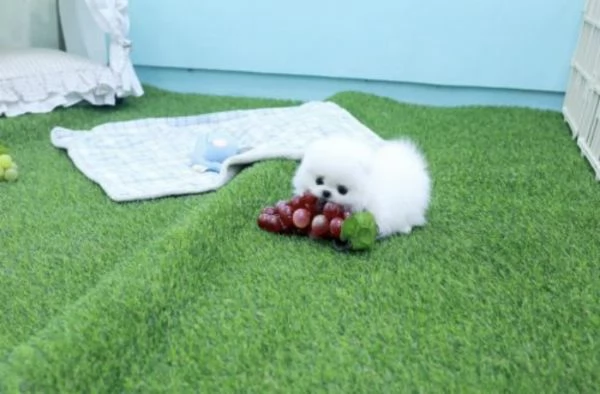Bellissimo e divertente cucciolo di Pomerania | Foto 0