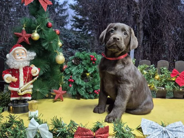 Cuccioli di Labrador Retriever cioccolato | Foto 0