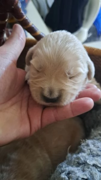 CUCCIOLI MASCHI DI GOLDEN RETRIEVER COLOR MIELE