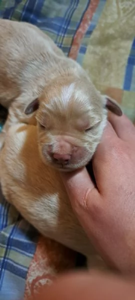 CUCCIOLI MASCHI DI GOLDEN RETRIEVER COLOR MIELE | Foto 0