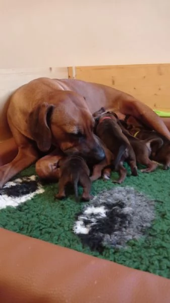 Cuccioli di Rhodesian Ridgeback | Foto 0