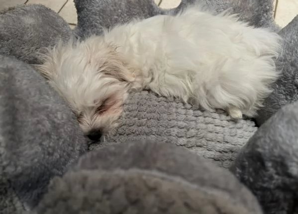 Cucciolo di Maltese | Foto 0