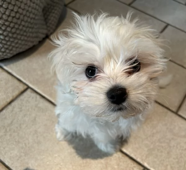 Cucciolo di Maltese