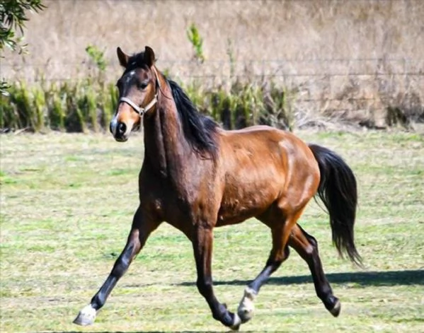Boogie  Cavallo australiano 7 anni 11 mesi e 1 settimana