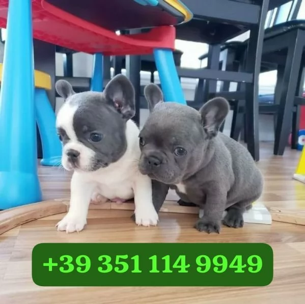 Regala cuccioli di Bulldog francese maschio e femmina | Foto 2