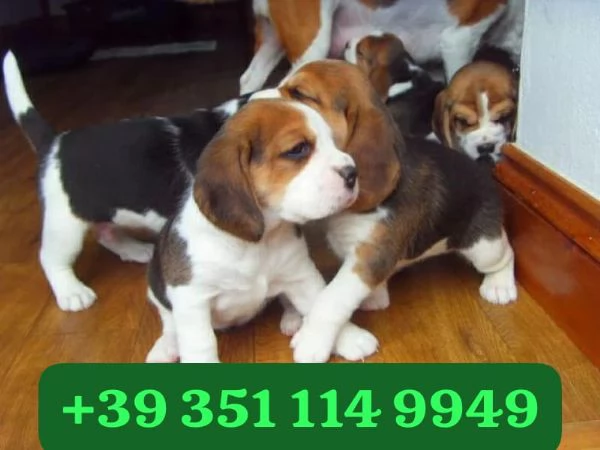 Regala cuccioli di Beagle maschio e femmina di 13 settimane | Foto 1