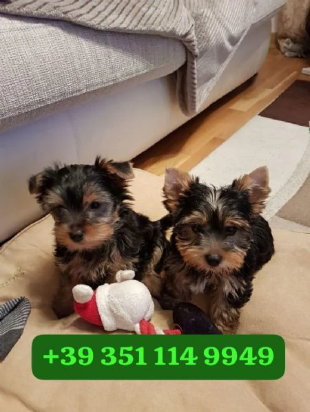 Regala cuccioli di Yorkshire maschio e femmina di 13 settimane | Foto 2