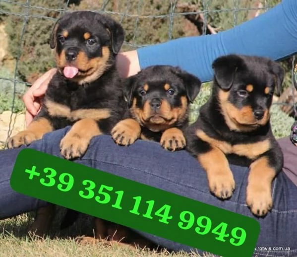 Regala cuccioli di Rottweiler maschio e femmina di 13 settimane | Foto 0