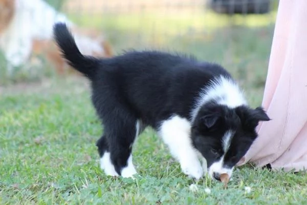 Border Collie cuccioli maschio e femmina | Foto 0