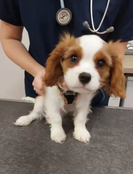 Cavalier King Charles cuccioli maschio e femmina
