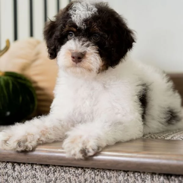 Lagotto cuccioli maschio e femmina