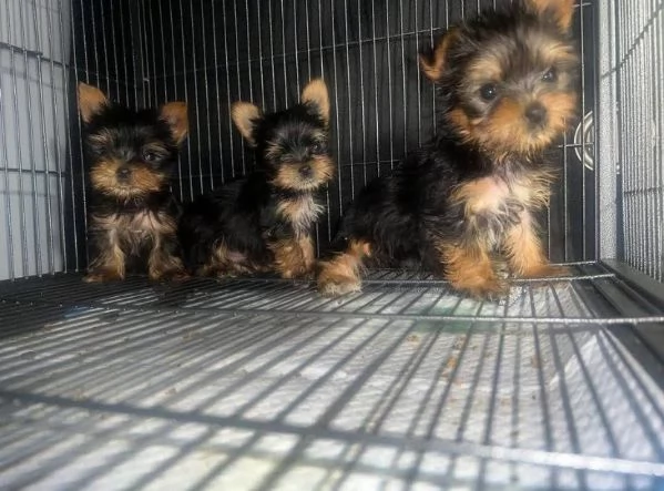 Yorkshire Terrier cuccioli maschio e femmina