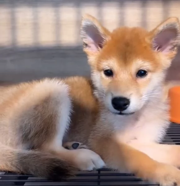 Akita inu cuccioli maschio e femmina | Foto 1