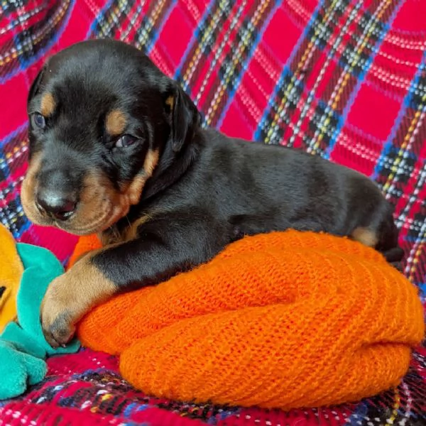Regalo Dobermann cuccioli maschio e femmina | Foto 2