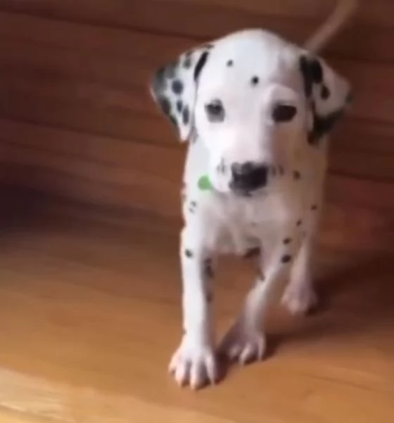 Dalmata cuccioli maschio e femmina | Foto 1