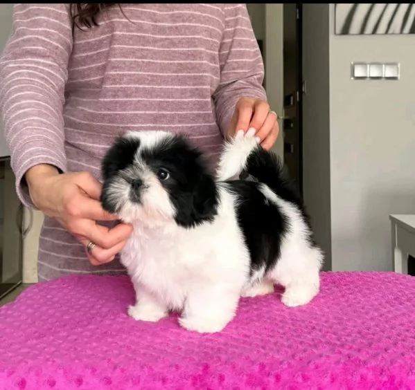 ShihTzu Mini Toy cuccioli maschio e femmina | Foto 0
