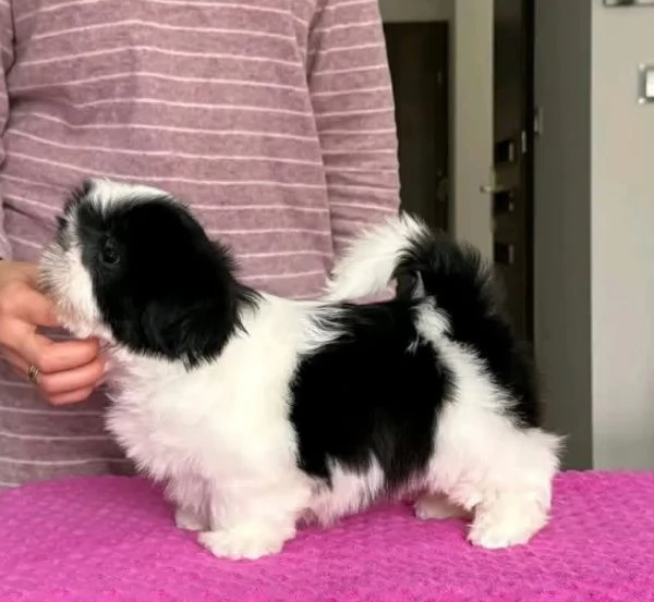 ShihTzu Mini Toy cuccioli maschio e femmina