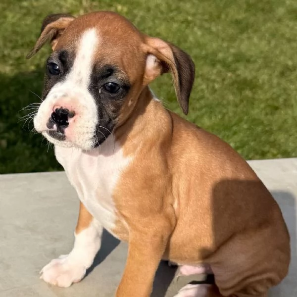 Boxer cuccioli maschio e femmina | Foto 2
